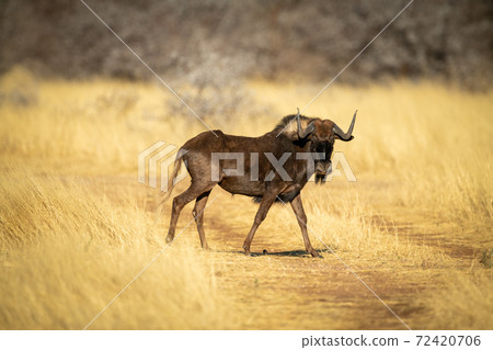 Black wildebeest crosses grassy track eyeing camera 72420706