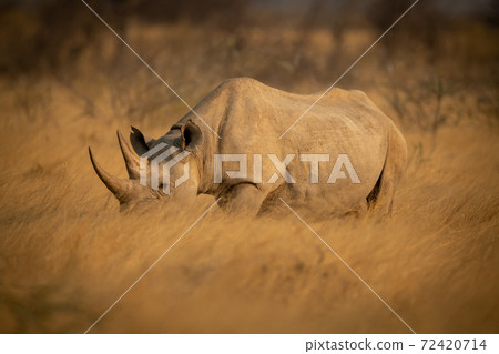 Black rhino walks through grass in sunshine 72420714
