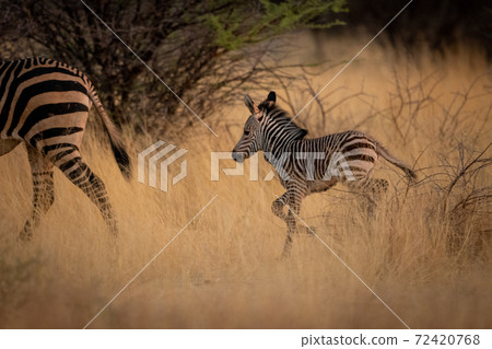 Baby Hartmann mountain zebra chases after mother Baby Hartmann mountain zebra chases after mother 72420768
