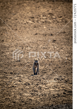Baby chacma baboon crouches on rocky slope 72420771