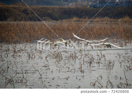 Cygnus, Gunsan, Jeonbuk 72420808