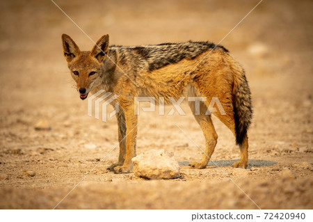 Black-backed jackal stands lowering head on gravel 72420940