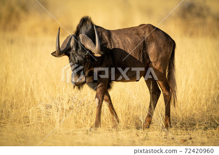 Black wildebeest walks through grass in sunshine Black wildebeest walks through grass in sunshine 72420960