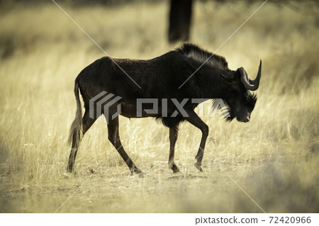 Black wildebeest walks across savannah past tree Black wildebeest walks across savannah past tree 72420966