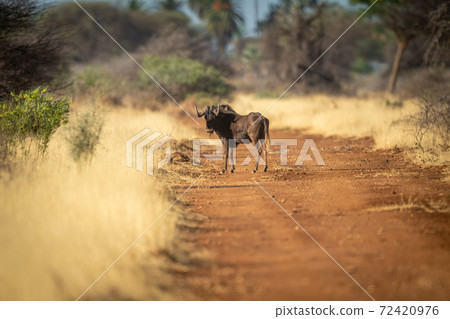 Black wildebeest stands on track looking round 72420976