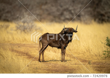 Black wildebeest stands on track eyeing camera Black wildebeest stands on track eyeing camera 72420978