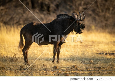 Black wildebeest stands on grass in profile 72420980