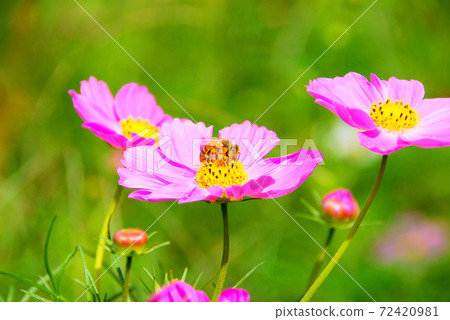 [Tamba City, Hyogo Prefecture] Cosmos and bees 72420981