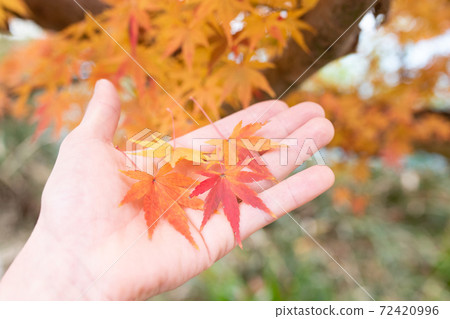 Hand with fallen leaves Hand with fallen leaves 72420996