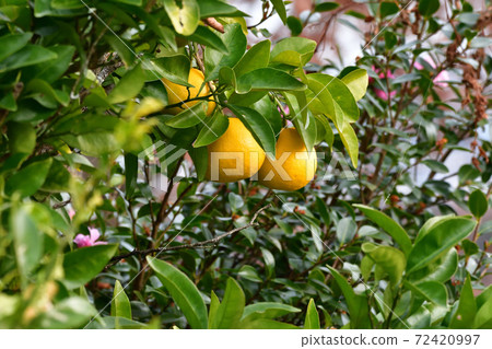 Yuzu Yuzu 72420997