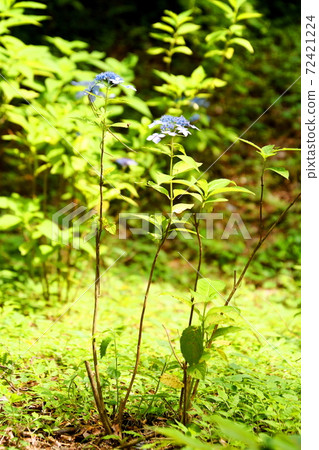 [兵庫縣_神戶市]繡球樹 72421224