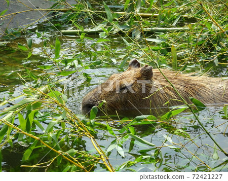 卡皮巴拉在水中游泳 卡皮巴拉在水中游泳 72421227