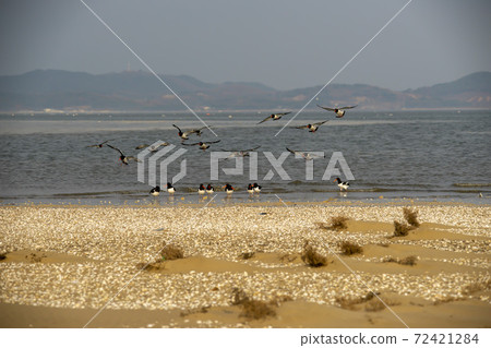 Plover, Yubudo, Chungnam 72421284