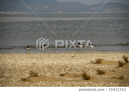 Plover, Yubudo, Chungnam 72421332