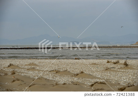 Plover, Yubudo, Chungnam 72421388