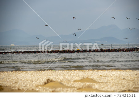Plover, Yubudo, Chungnam Plover, Yubudo, Chungnam 72421511