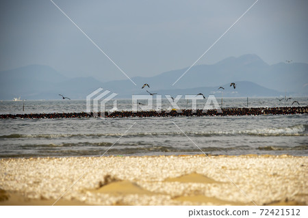 Plover, Yubudo, Chungnam 72421512