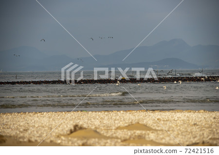 Plover, Yubudo, Chungnam 72421516