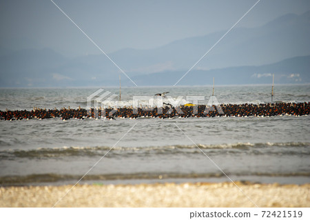 千鳥,Yubudo,忠南 千鳥,Yubudo,忠南 72421519