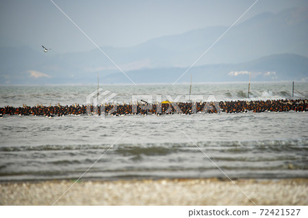Plover, Yubudo, Chungnam Plover, Yubudo, Chungnam 72421527