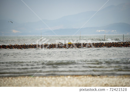 Plover, Yubudo, Chungnam Plover, Yubudo, Chungnam 72421528