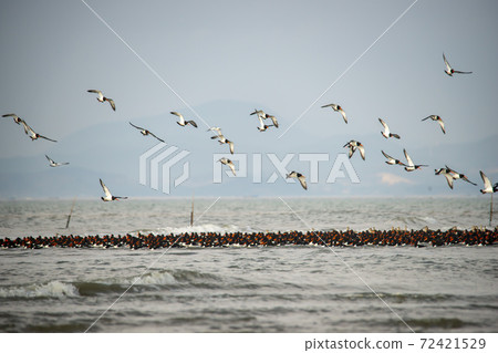 Plover, Yubudo, Chungnam Plover, Yubudo, Chungnam 72421529