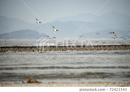 Plover, Yubudo, Chungnam Plover, Yubudo, Chungnam 72421543