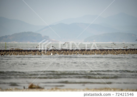 Plover, Yubudo, Chungnam Plover, Yubudo, Chungnam 72421546