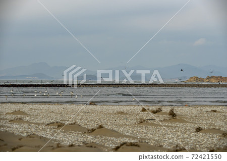 Plover, Yubudo, Chungnam Plover, Yubudo, Chungnam 72421550