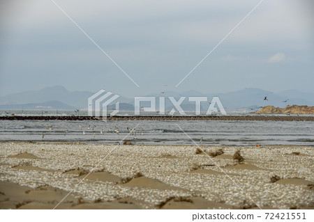Plover, Yubudo, Chungnam Plover, Yubudo, Chungnam 72421551