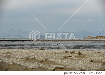 Plover, Yubudo, Chungnam 72421554