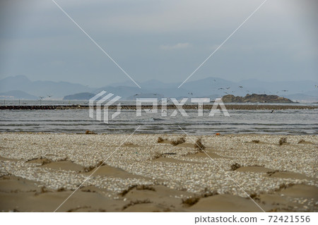 Plover, Yubudo, Chungnam 72421556