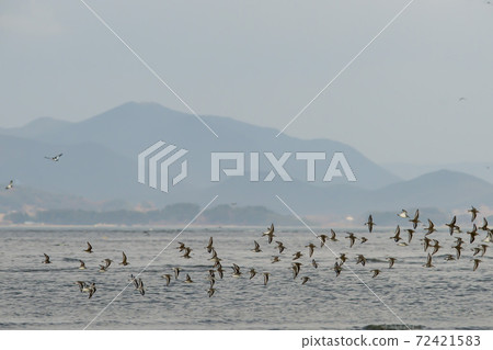 Plover, Yubudo, Chungnam 72421583