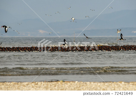 千鳥,Yubudo,忠南 千鳥,Yubudo,忠南 72421649