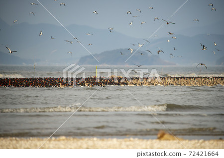 Plover, Yubudo, Chungnam 72421664