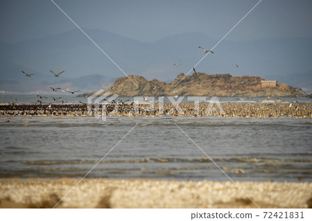 Plover, Yubudo, Chungnam Plover, Yubudo, Chungnam 72421831