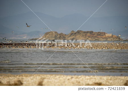 Plover, Yubudo, Chungnam 72421839