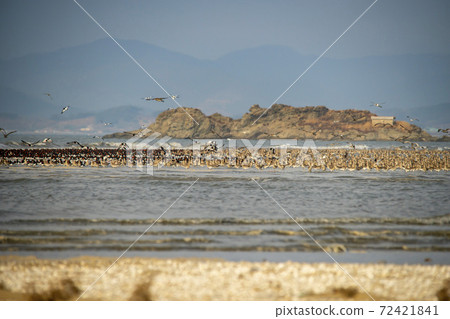 Plover, Yubudo, Chungnam Plover, Yubudo, Chungnam 72421841