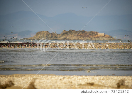 Plover, Yubudo, Chungnam Plover, Yubudo, Chungnam 72421842