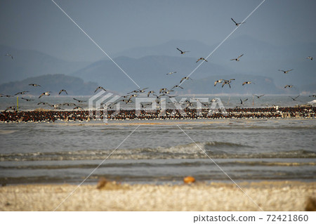 Plover, Yubudo, Chungnam 72421860