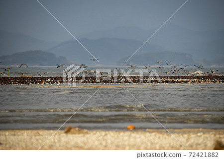 Plover, Yubudo, Chungnam 72421882
