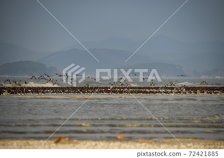 Plover, Yubudo, Chungnam 72421885