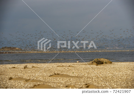 Plover, Yubudo, Chungnam Plover, Yubudo, Chungnam 72421907