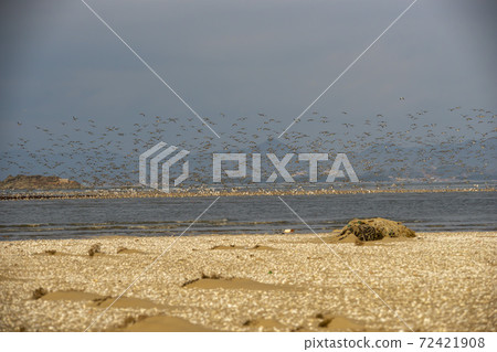 Plover, Yubudo, Chungnam Plover, Yubudo, Chungnam 72421908