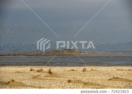 Plover, Yubudo, Chungnam 72421923