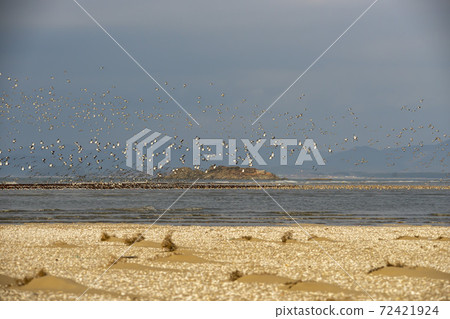 Plover, Yubudo, Chungnam 72421924