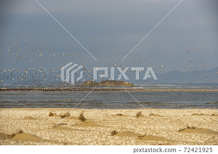 Plover, Yubudo, Chungnam Plover, Yubudo, Chungnam 72421925