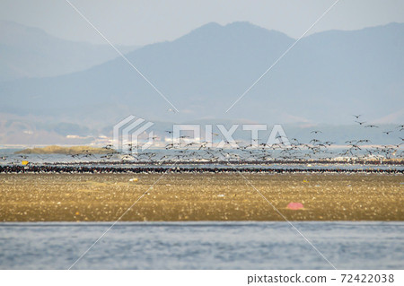 Plover, Yubudo, Chungnam Plover, Yubudo, Chungnam 72422038
