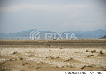 Plover, Yubudo, Chungnam Plover, Yubudo, Chungnam 72422066