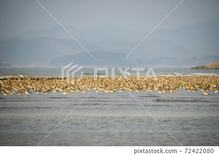 Plover, Yubudo, Chungnam 72422080